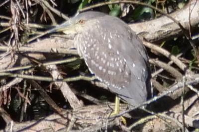 Nycticorax nycticorax