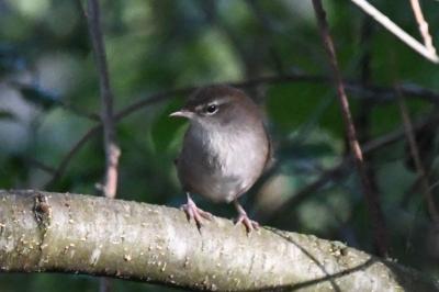 Cettia cetti