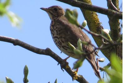 Turdus philomelos