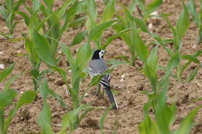 Motacilla alba