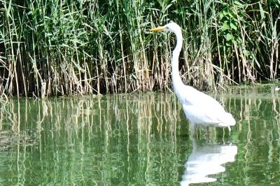 Ardea alba