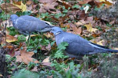 Columba palumbus
