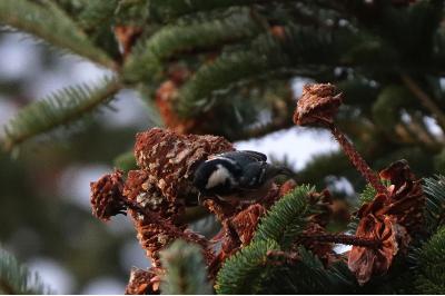 Periparus ater