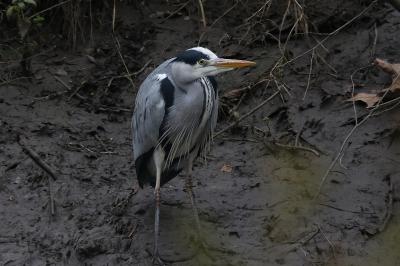 Ardea cinerea