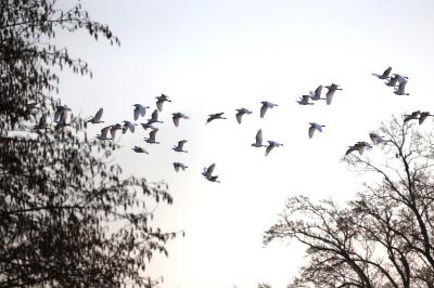 Bubulcus ibis