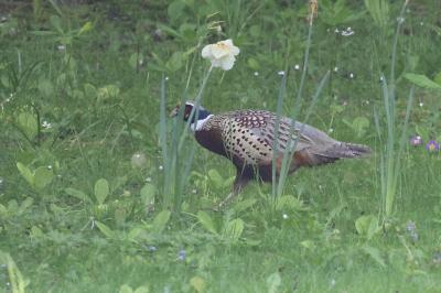 Phasianus colchicus