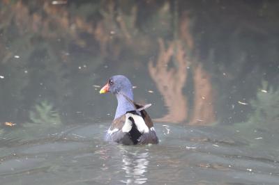 Gallinula chloropus