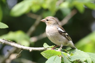 Fringilla coelebs