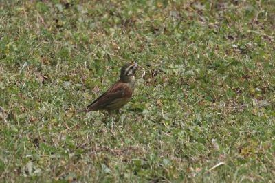 Emberiza cirlus