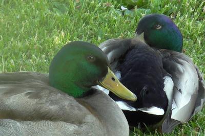 Anas platyrhynchos