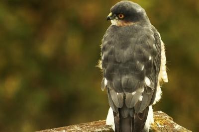 Accipiter nisus