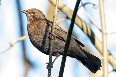 Turdus merula