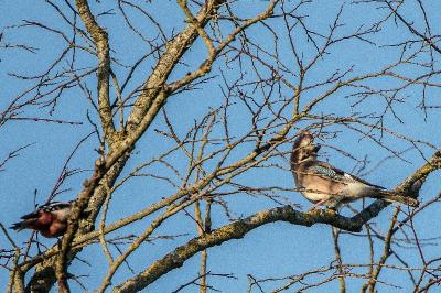 Garrulus glandarius