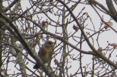 Turdus pilaris