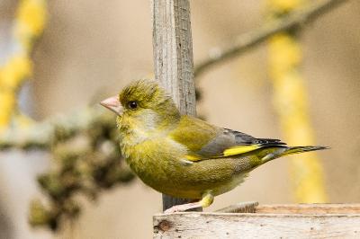 Chloris chloris
