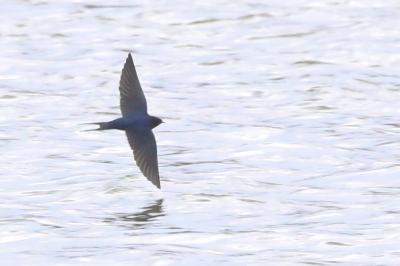 Hirundo rustica