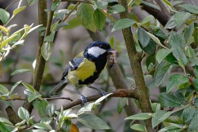 Parus major
