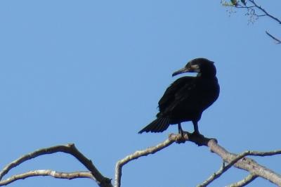 Phalacrocorax carbo