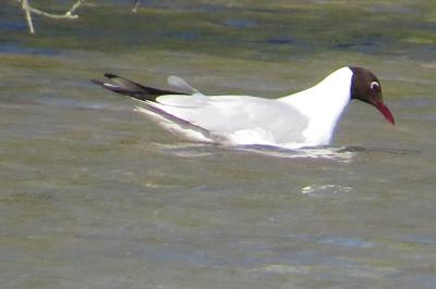 Chroicocephalus ridibundus