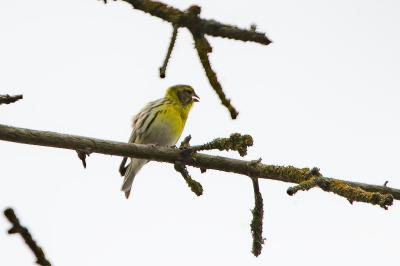 Serinus serinus