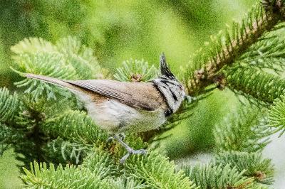 Lophophanes cristatus