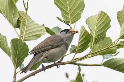 Sylvia atricapilla