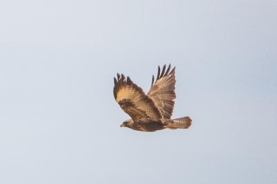 Buteo buteo