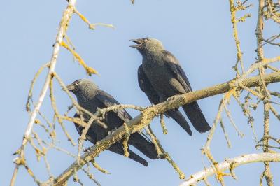 Corvus monedula