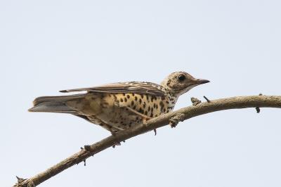 Turdus viscivorus
