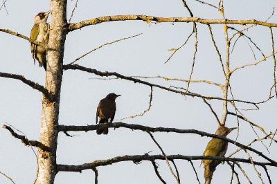 Picus viridis