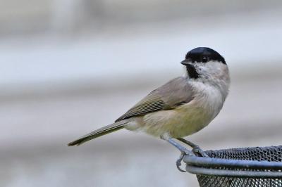 Poecile palustris