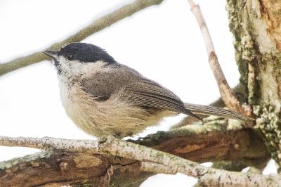 Mésange nonnette