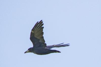 Corbeau freux