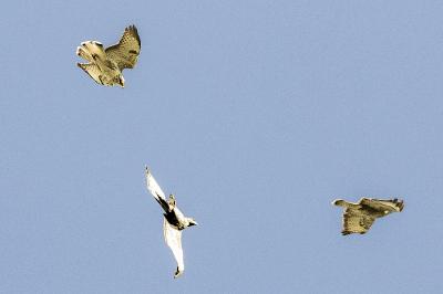 Buse variable