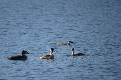 Podiceps cristatus