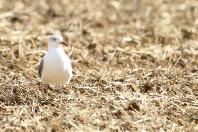 Larus michahellis