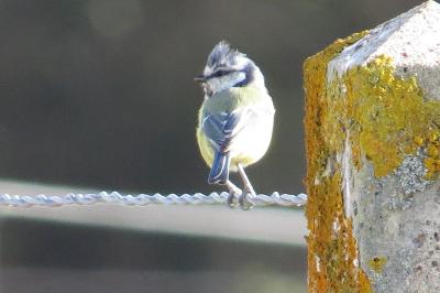 Mésange bleue