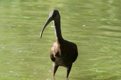 Ibis falcinelle