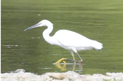 Aigrette garzette