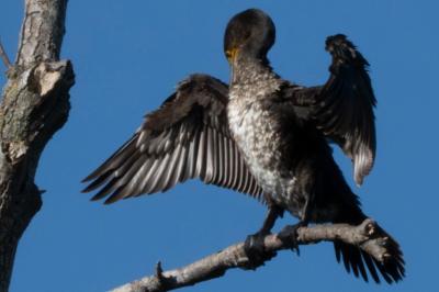 Grand Cormoran