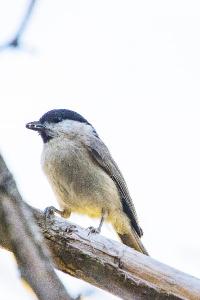 Mésange nonnette