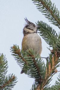 Mésange huppée
