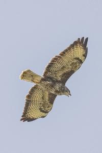 Buse variable