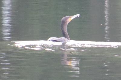 Grand Cormoran