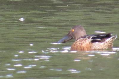 Canard souchet
