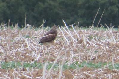 Buse variable