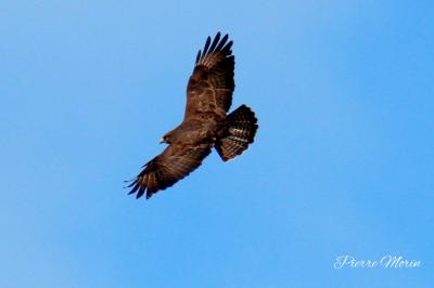 Buse variable