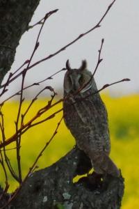 Hibou moyen-duc