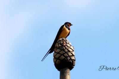 Hirondelle rustique
