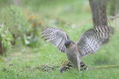 Accipiter nisus